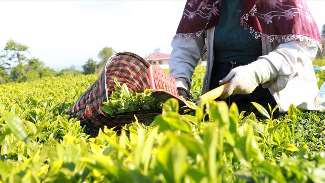 Çay üreticilerine 1 milyar 763 milyon liralık destek ödemesi yarın yapılacak