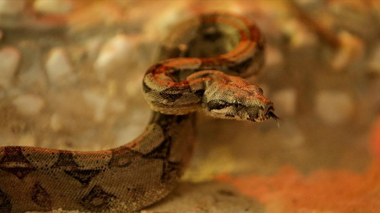 Kırmızı kuyruklu boa yılanı ve çinçillalar Bursa Hayvanat Bahçesi'ne alışıyor