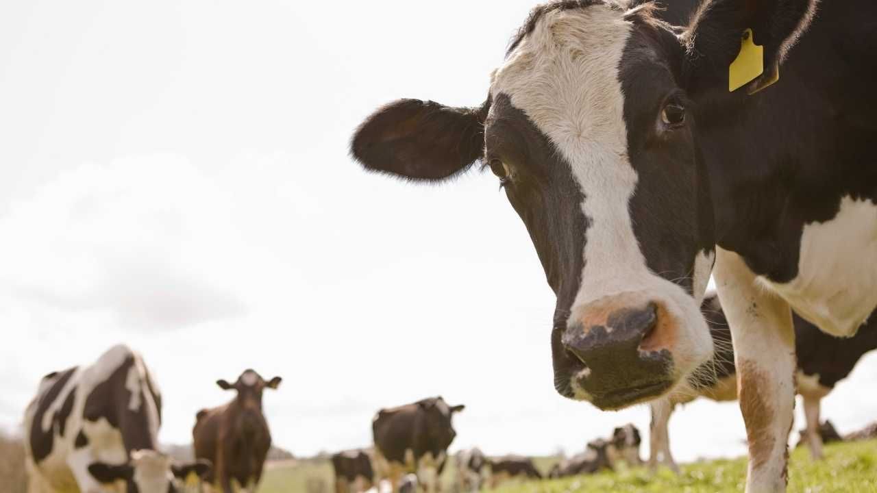 Tarım ve Orman Bakanlığı, 600 Bin Baş Besilik Sığır İthal Ediyor