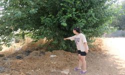 Antalya’da vicdanları sızlatan olay: Ağaç altında bebek bulundu