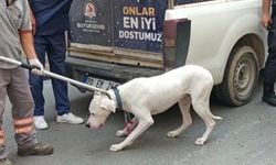 Alkollü sürücünün polisi ısıran köpeğine el konuldu