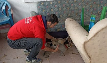 Bingöl’de bakıma ihtiyacı olan anne köpek ve yavruları barınağa götürüldü