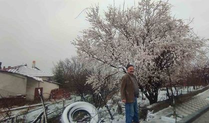 Yozgat’ta çiçek açan erik ağacı kar altında kaldı