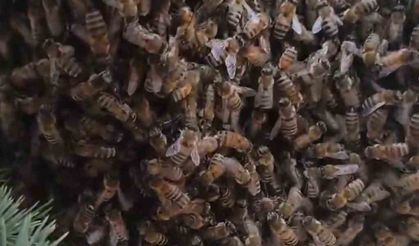 Elazığ’da oğul veren binlerce arı ilginç görüntü oluşturdu
