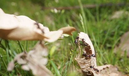 Şırnak’ta havaların ısınmasıyla karıncalar yuvalarından çıkıyor