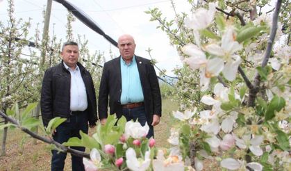 Karaman’da 12 milyon elma ağacı aynı anda çiçek açtı