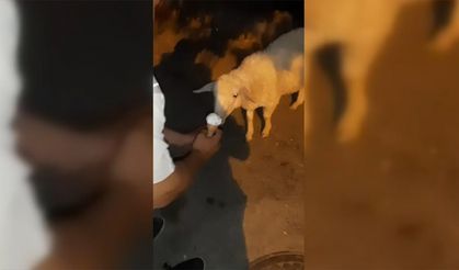 Karabük'te bir kişi dondurmasını kuzu ve keçiyle paylaştı