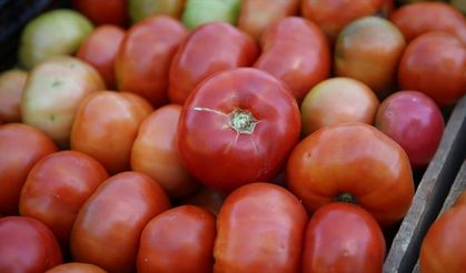 Bingöl'ün "guldar domatesi" coğrafi işaretle tescillendi