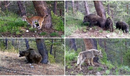 Kars'ta yaban hayvanları doğal ortamlarında 242 noktadan takip edildi